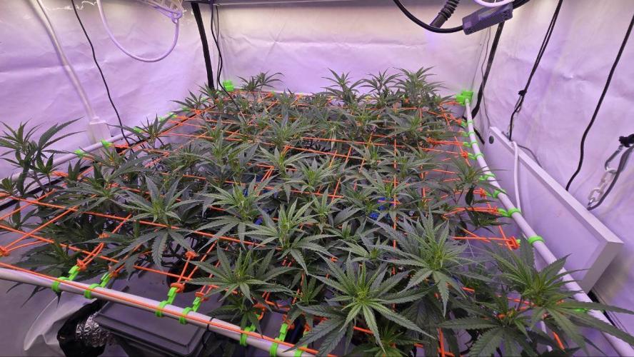 Super Lemon Haze (RDWC /SCrOG). Week 6