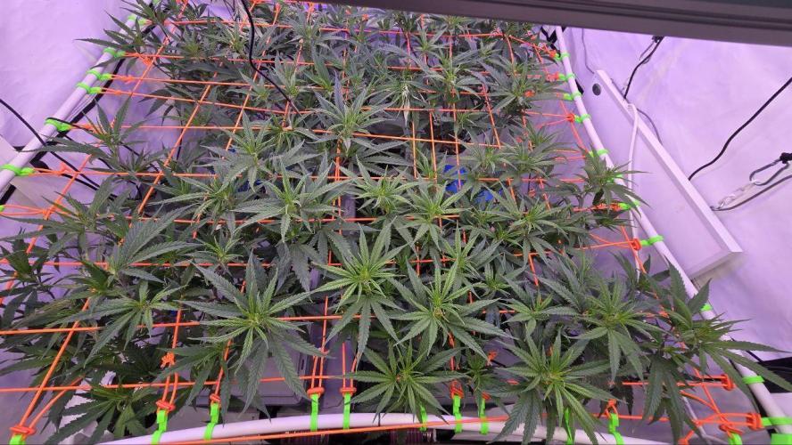 Super Lemon Haze (RDWC /SCrOG). Week 6