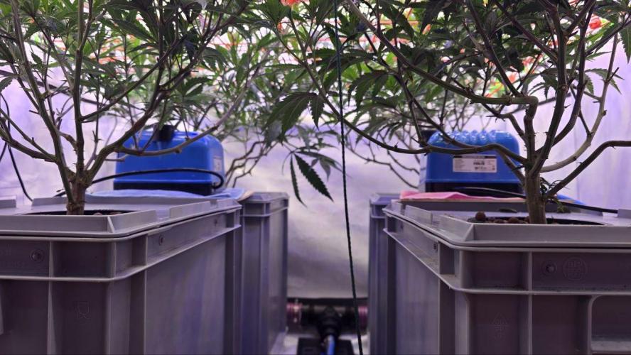 Super Lemon Haze (RDWC /SCrOG). Week 6