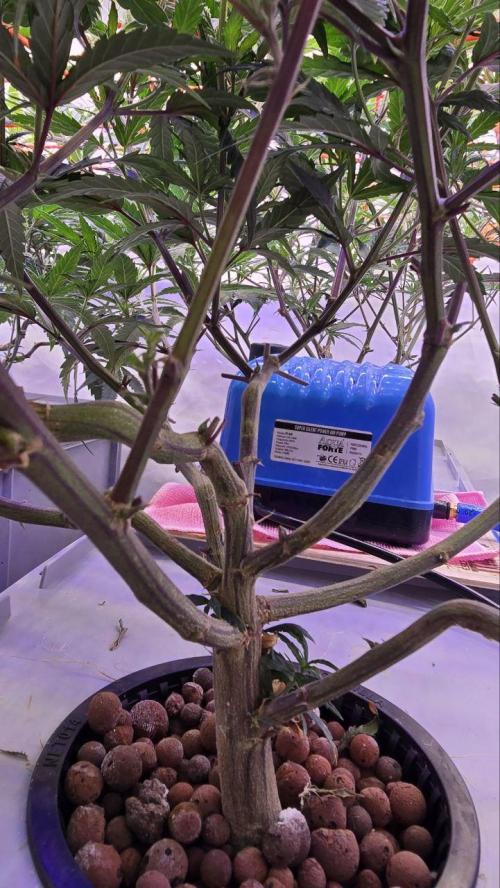 Super Lemon Haze (RDWC /SCrOG). Week 6