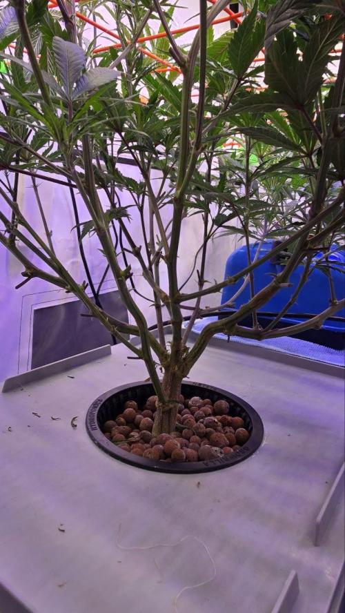 Super Lemon Haze (RDWC /SCrOG). Week 6