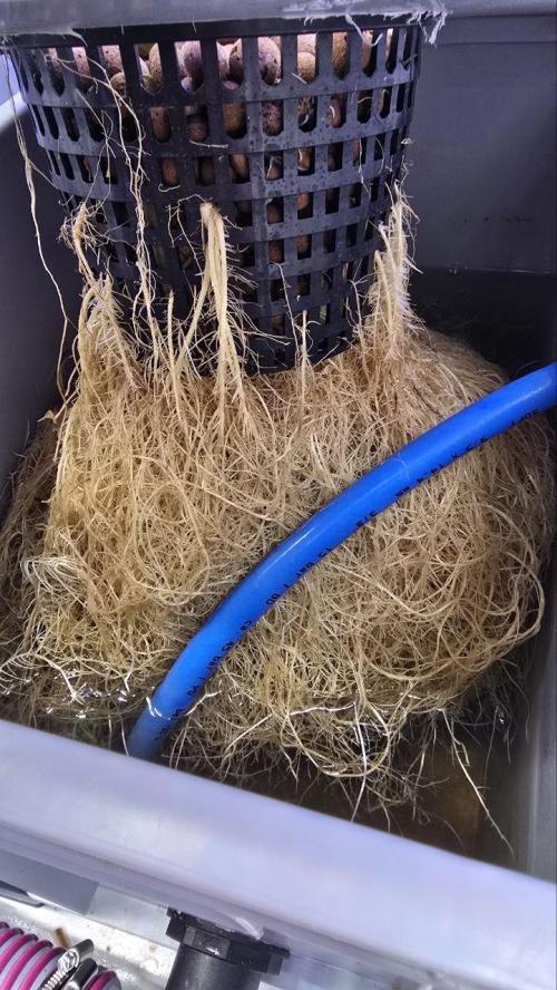 Super Lemon Haze (RDWC /SCrOG). Week 6