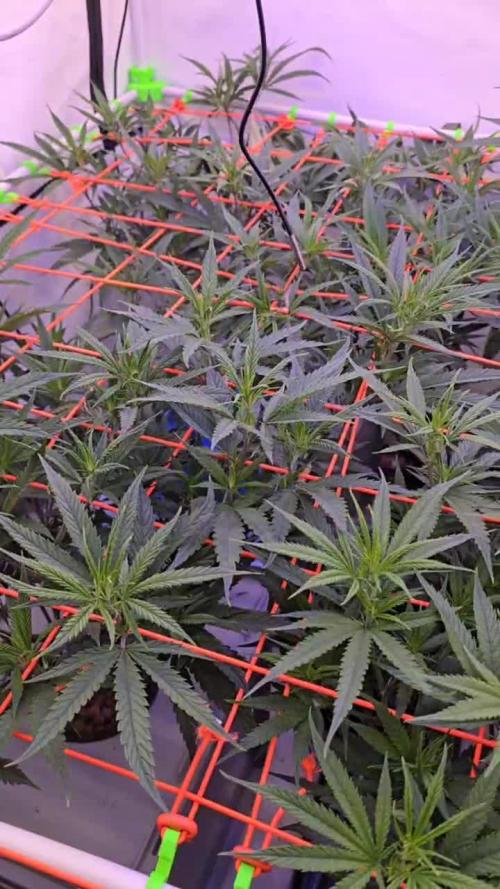 Super Lemon Haze (RDWC /SCrOG)