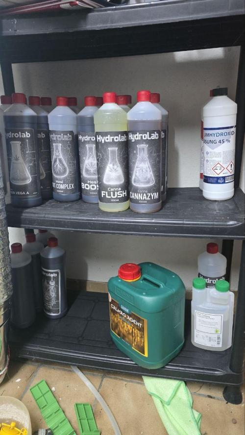 Super Lemon Haze (RDWC /SCrOG). Week 7