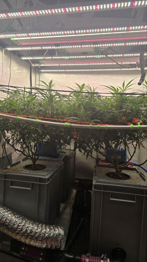 Super Lemon Haze (RDWC /SCrOG). Week 7