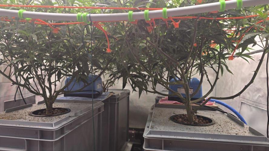 Super Lemon Haze (RDWC /SCrOG). Week 7