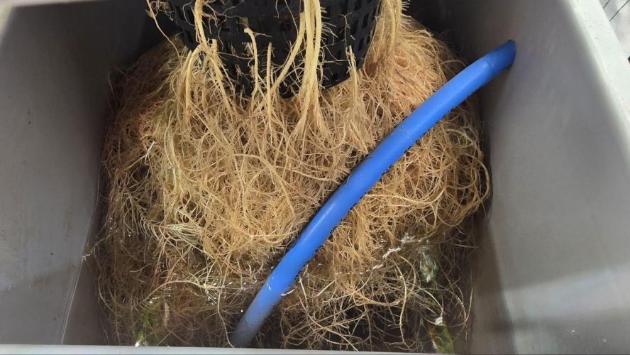 Super Lemon Haze (RDWC /SCrOG). Week 7