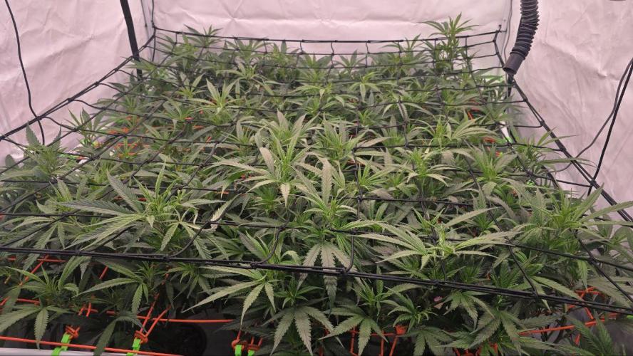 Super Lemon Haze (RDWC /SCrOG). Week 7