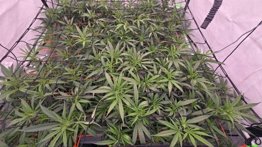 Super Lemon Haze (RDWC /SCrOG). Week 7