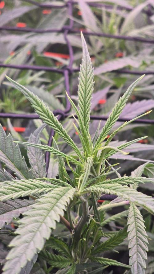 Super Lemon Haze (RDWC /SCrOG). Week 7