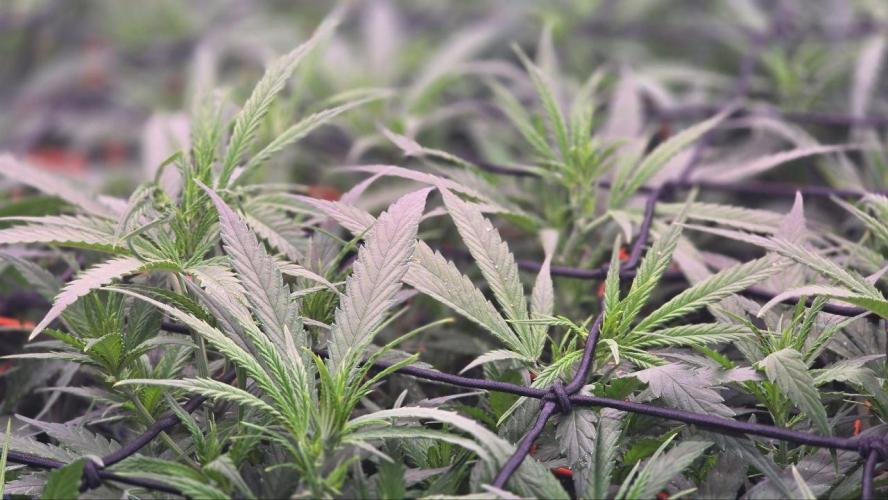 Super Lemon Haze (RDWC /SCrOG). Week 7