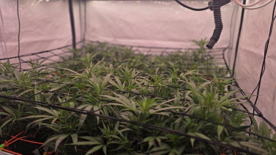 Super Lemon Haze (RDWC /SCrOG). Week 7