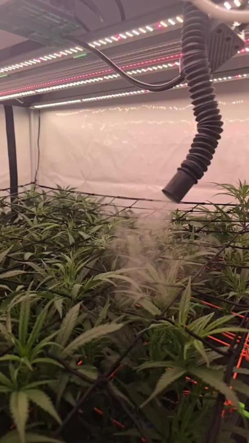 Super Lemon Haze (RDWC /SCrOG)