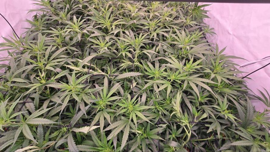 Super Lemon Haze (RDWC /SCrOG). Week 8