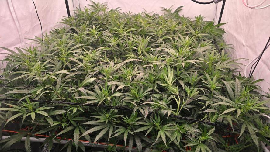 Super Lemon Haze (RDWC /SCrOG). Week 8