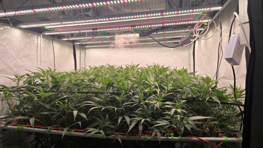 Super Lemon Haze (RDWC /SCrOG). Week 8