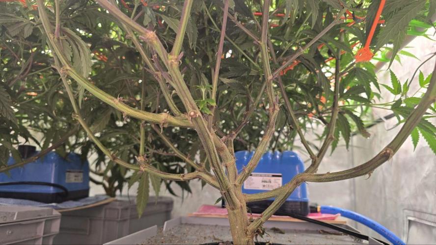 Super Lemon Haze (RDWC /SCrOG). Week 8