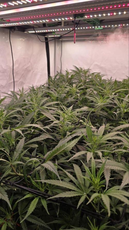 Super Lemon Haze (RDWC /SCrOG). Week 8