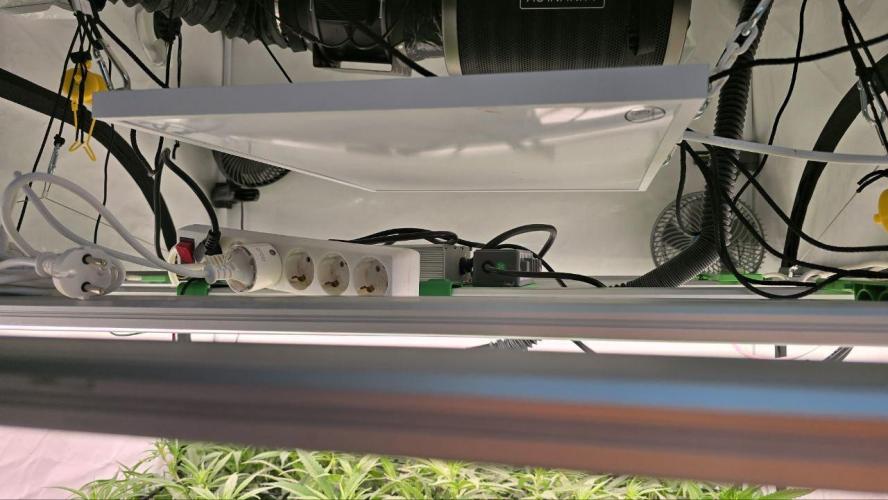 Super Lemon Haze (RDWC /SCrOG). Week 8