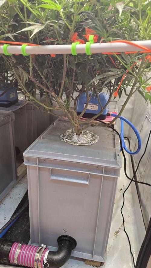 Super Lemon Haze (RDWC /SCrOG). Week 8