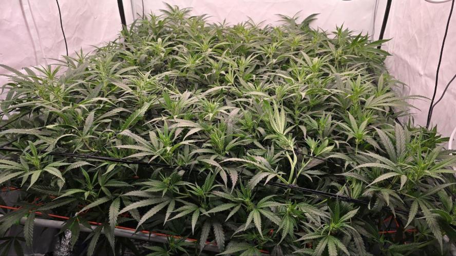 Super Lemon Haze (RDWC /SCrOG). Week 8