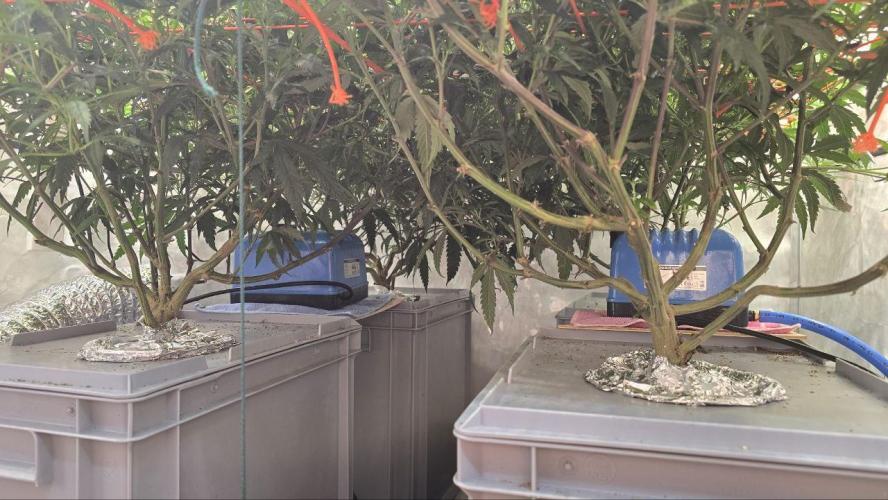 Super Lemon Haze (RDWC /SCrOG). Week 8