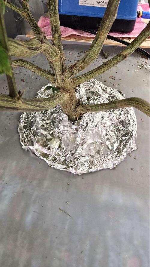 Super Lemon Haze (RDWC /SCrOG). Week 8