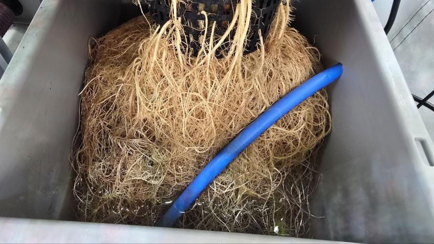 Super Lemon Haze (RDWC /SCrOG). Week 8