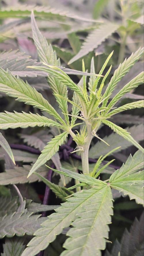 Super Lemon Haze (RDWC /SCrOG). Week 8