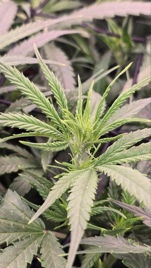 Super Lemon Haze (RDWC /SCrOG). Week 8