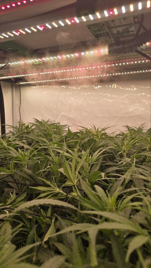 Super Lemon Haze (RDWC /SCrOG). Week 8