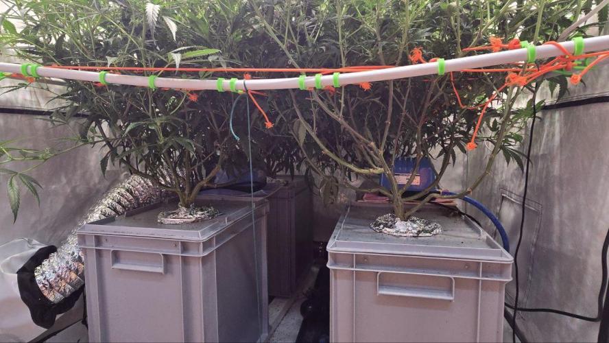 Super Lemon Haze (RDWC /SCrOG). Week 9