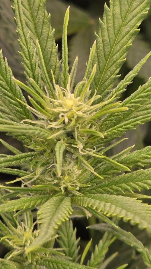 Super Lemon Haze (RDWC /SCrOG). Week 9