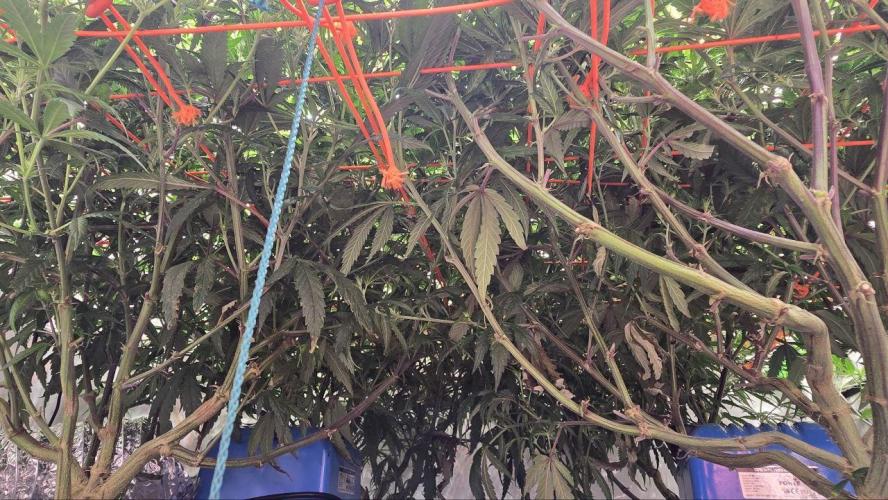 Super Lemon Haze (RDWC /SCrOG). Week 9