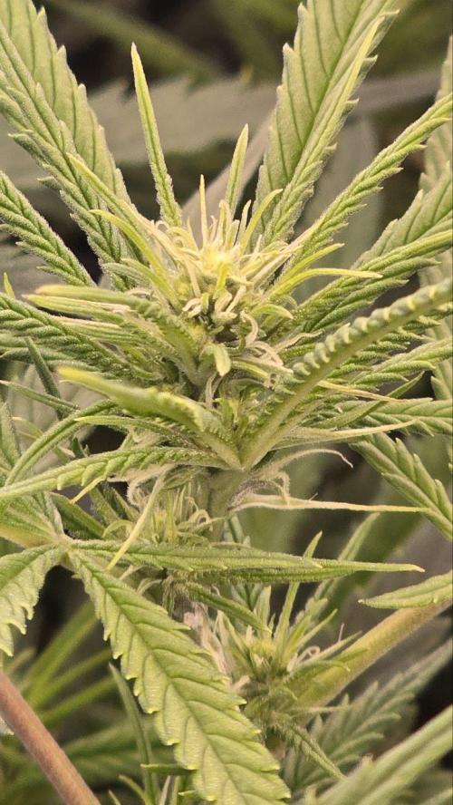 Super Lemon Haze (RDWC /SCrOG). Week 9