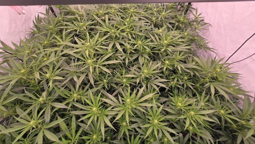 Super Lemon Haze (RDWC /SCrOG). Week 9