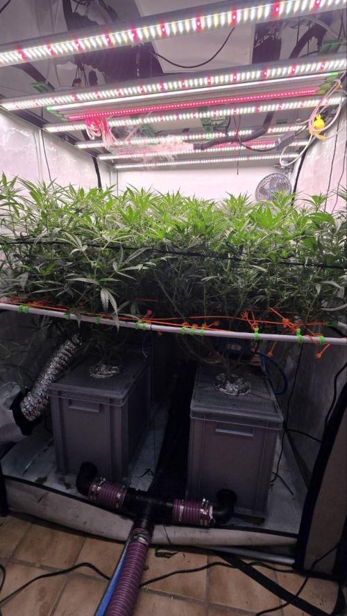 Super Lemon Haze (RDWC /SCrOG). Week 9