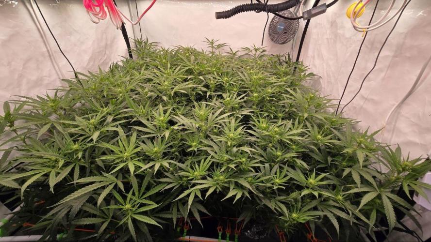 Super Lemon Haze (RDWC /SCrOG). Week 9