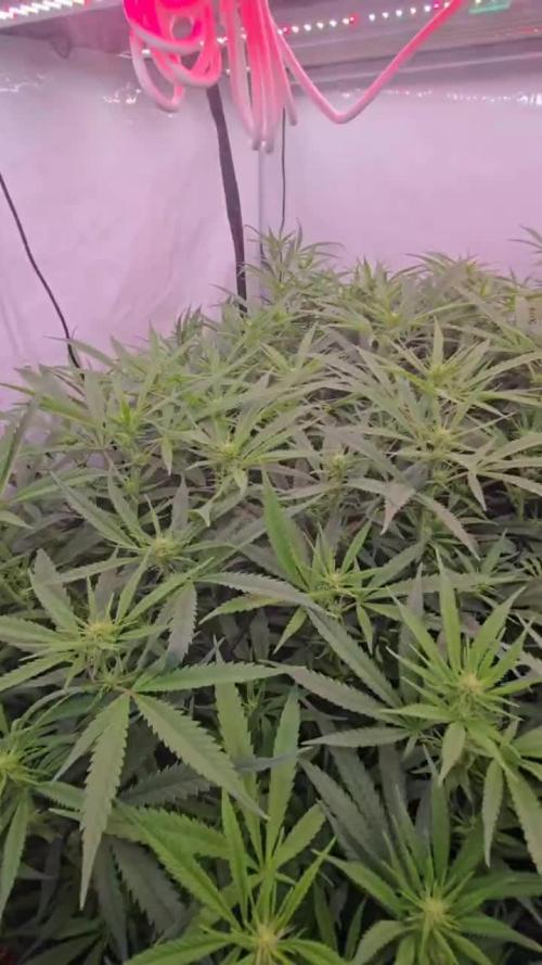 Super Lemon Haze (RDWC /SCrOG)