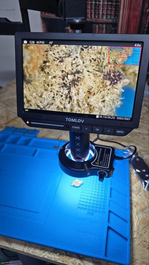 Super Lemon Haze (RDWC /SCrOG). Week 9