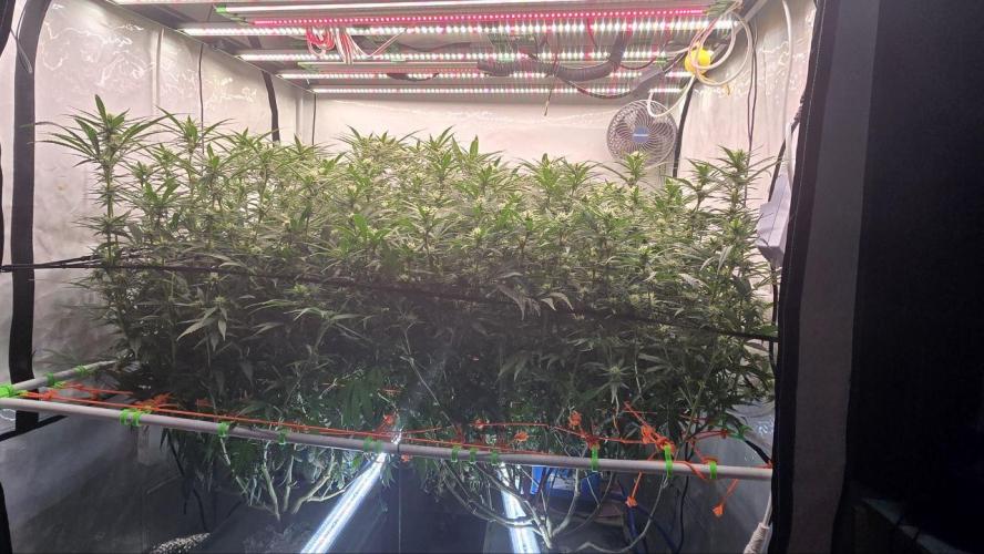 Super Lemon Haze (RDWC /SCrOG). Week 10