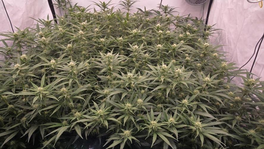 Super Lemon Haze (RDWC /SCrOG). Week 10