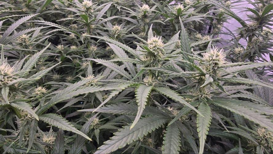 Super Lemon Haze (RDWC /SCrOG). Week 10