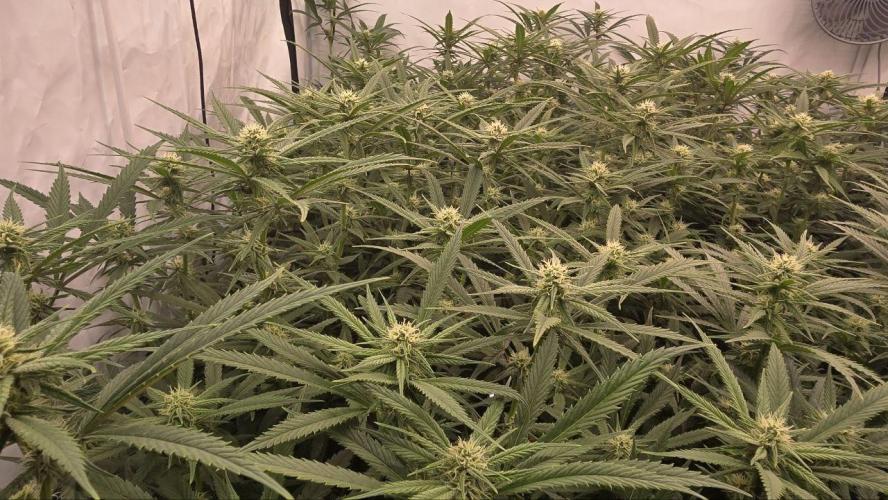 Super Lemon Haze (RDWC /SCrOG). Week 10