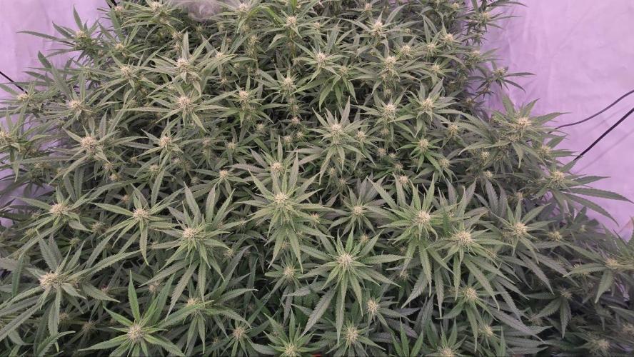 Super Lemon Haze (RDWC /SCrOG). Week 10