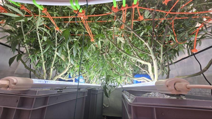 Super Lemon Haze (RDWC /SCrOG). Week 10