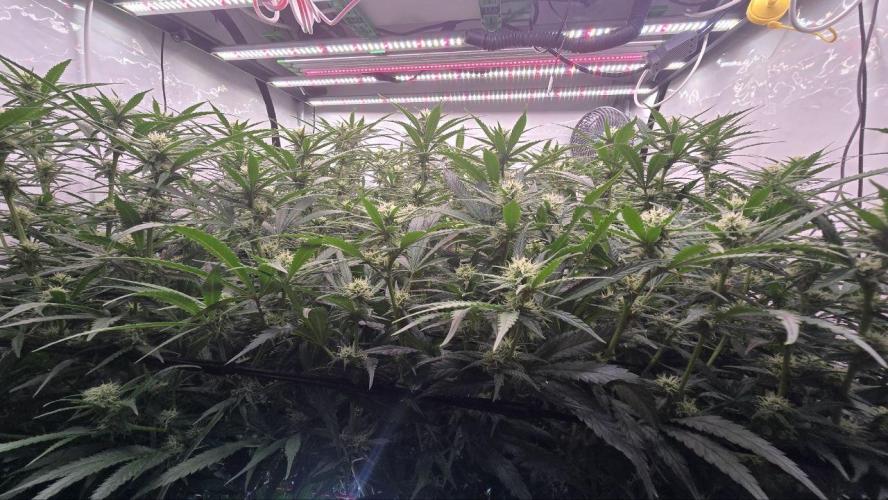 Super Lemon Haze (RDWC /SCrOG). Week 10