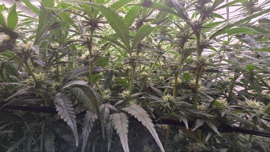 Super Lemon Haze (RDWC /SCrOG). Week 10