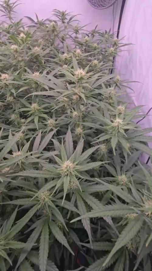 Super Lemon Haze (RDWC /SCrOG)