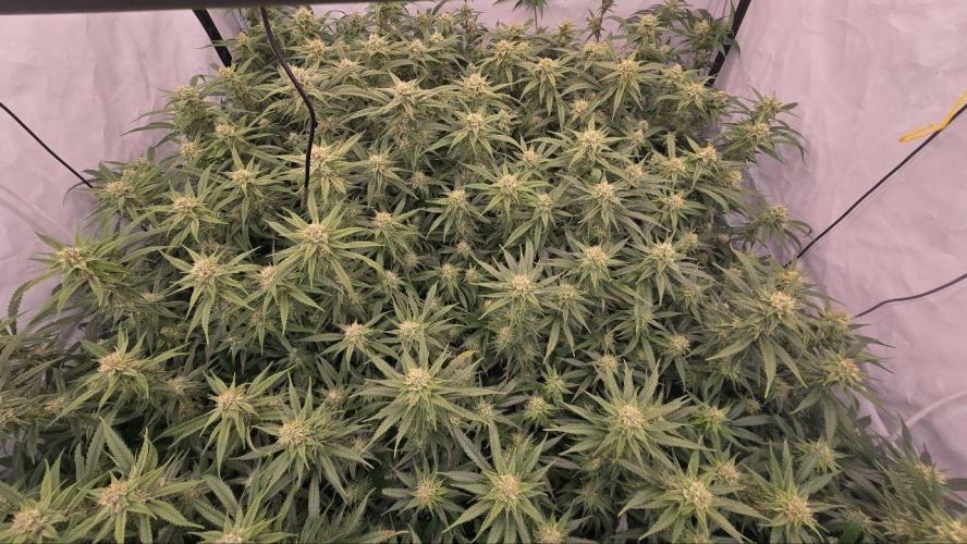 Super Lemon Haze (RDWC /SCrOG). Week 12